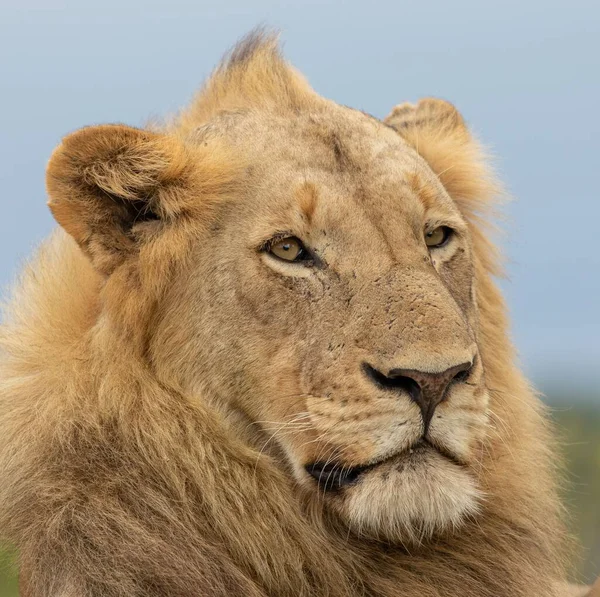Ένα Πορτραίτο Ενός Περήφανου Λιονταριού Έξω Στη Νότια Αφρική — Φωτογραφία Αρχείου