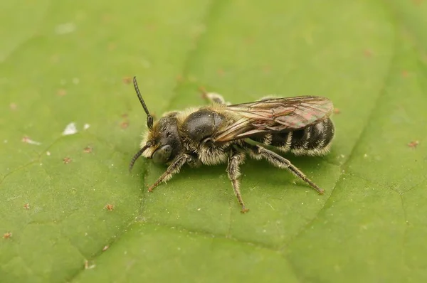 Макро Знімок Бджоли Зеленому Листі — стокове фото