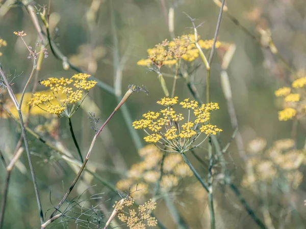 Närbild Bild Vanliga Fänkål Blommor Ett Fält — Stockfoto