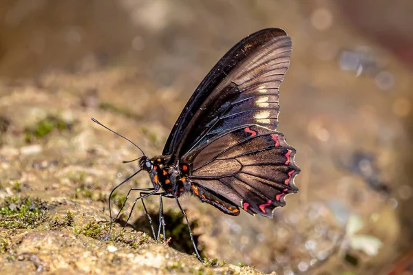 Plan Macro Papillon Hirondelle Polydamas Sur Une Surface Rocheuse — Photo