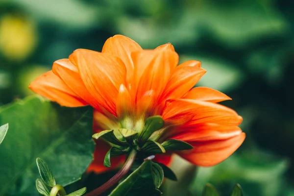 Eine Nahaufnahme Einer Orangefarbenen Blume Garten — Stockfoto