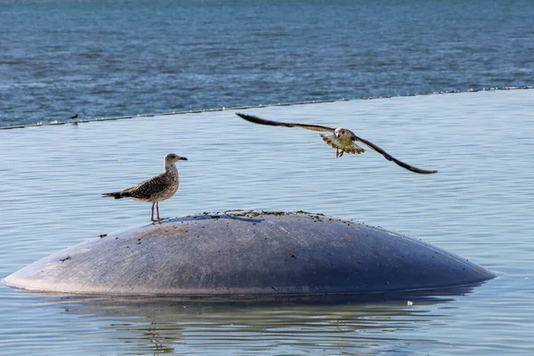 翼が広がる湖の上に立っているカモメの横にカモメが飛んでいる — ストック写真