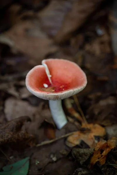 Colpo Verticale Fungo Russula Che Cresce Nella Foresta — Foto Stock