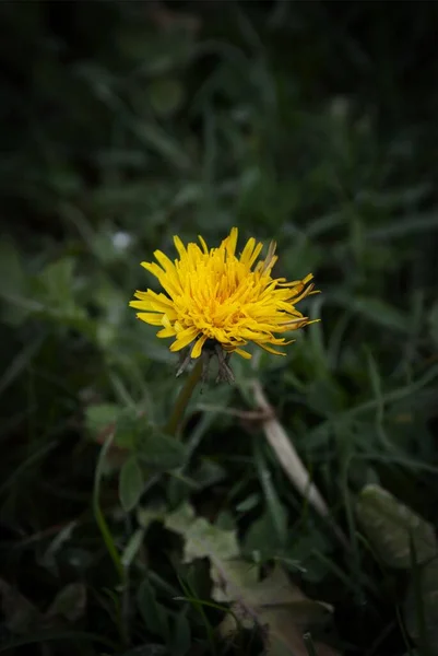 Ένα Κάθετο Κλείσιμο Ενός Κίτρινου Πικραλίδα Taraxacum Έναν Κήπο — Φωτογραφία Αρχείου