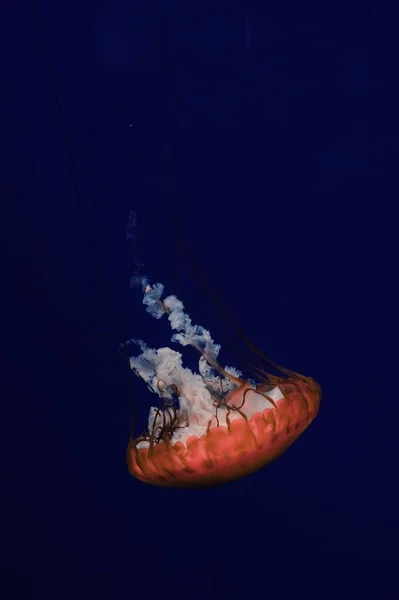 Медузы Пойманы Аквариуме Джорджии Атланта — стоковое фото
