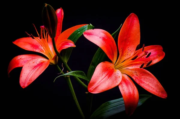 Close Lilys Madeira Rosa Fundo Escuro — Fotografia de Stock