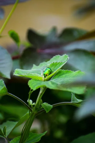 植物叶子上的亮绿色珠虫 Scutelleridae — 图库照片