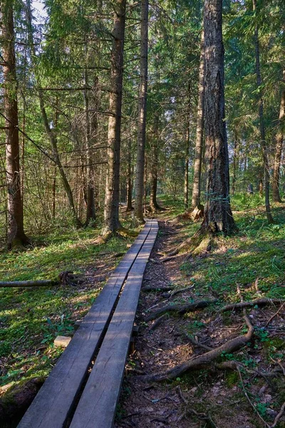 Ein Waldweg Umgeben Von Dichten Bäumen — Stockfoto