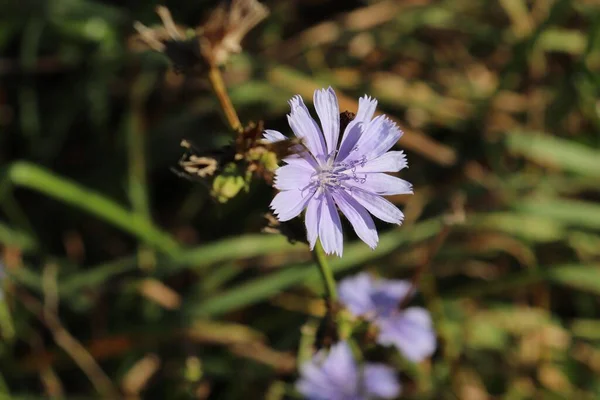 Yaygın Bir Hindiba Çiçeğinin Yakın Çekimi Cichorium Intybus — Stok fotoğraf
