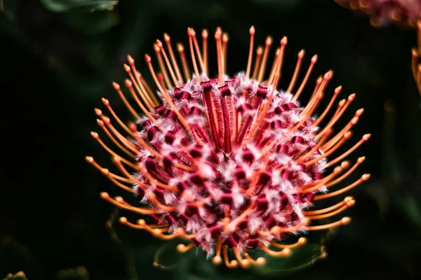 Крупный План Цветущего Растения Leucospermum Темном Размытом Фоне — стоковое фото