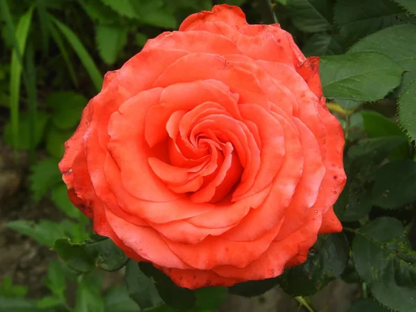 Ένα Κοντινό Πλάνο Ενός Κοραλλιογενή Τριαντάφυλλου Στον Κήπο — Φωτογραφία Αρχείου