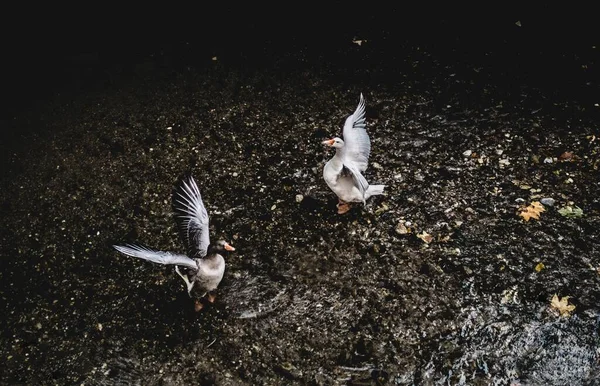 两只鹅在河边的天然栖息地里 — 图库照片