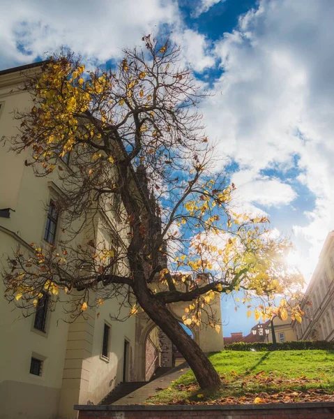 A vertical shot of a beautiful white building and an inclined autumn tree under the clouds