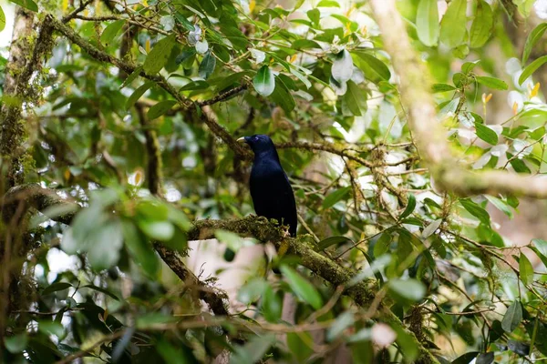 Bir Ağacın Dalındaki Saten Çardak Kuşunun Yakın Plan Çekimi — Stok fotoğraf