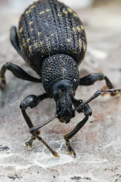 Macro Shot Black Vine Weevil Otiorhynchus Sulcatus — Φωτογραφία Αρχείου