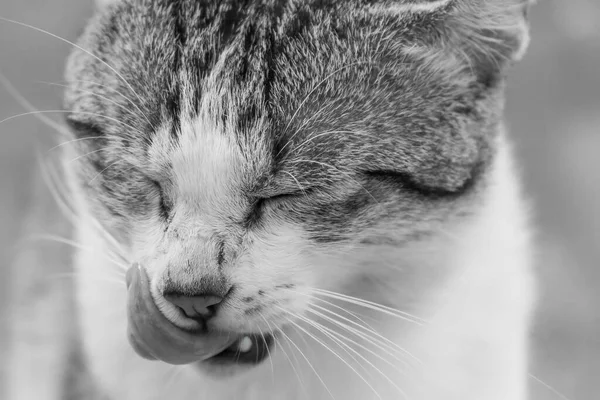 Detailní Záběr Roztomilé Kočky Lízající Tvář Stupních Šedi — Stock fotografie