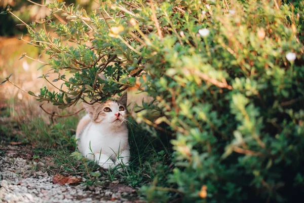 An adorable Calico cat resting under green bush in the garden