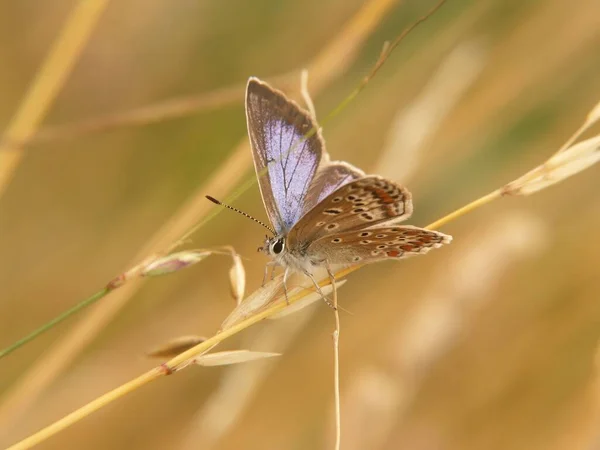 一只美丽的Icarus蓝色蝴蝶的特写 背景模糊 翅膀图案华丽 — 图库照片