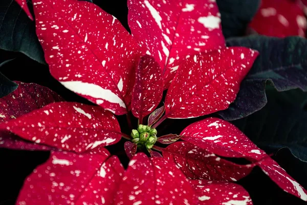 Closeup Beautiful Red Glitter Poinsettias Spotted Red White Leaves Garden — Stock Photo, Image