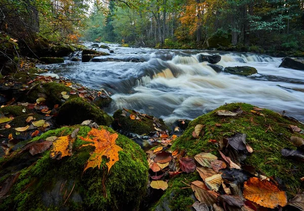 Río Que Corre Por Bosque — Foto de Stock