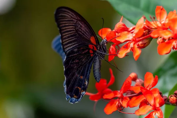 Eine Nahaufnahme Eines Scharlachroten Mormonen Papilio Rumanzovia Auf Clerodendrum Speciosissimum — Stockfoto