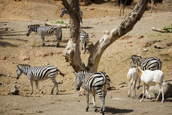 Group Zebras Goats Walking Dry Ground Oasis Park Sunny Day — Stock Photo, Image