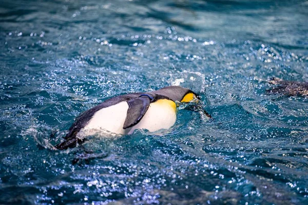 Een Schattige Pinguïn Zwemmen Het Zwembad Dierentuin — Stockfoto