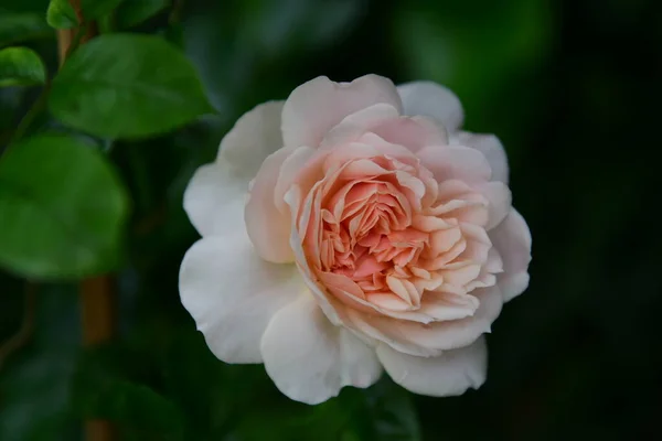 Gros Plan Une Belle Rose Jardin — Photo