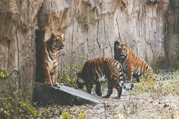Beau Plan Tigres Bengale Royal Capturés Dans Jungle — Photo