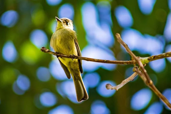 Selective Focus Shot Sepia Capped Flycatcher Bird Perched Tree Branch — Stock Photo, Image