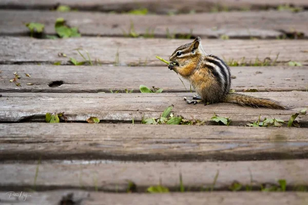 Ein Kleines Streifenhörnchen Auf Holzplanken — Stockfoto