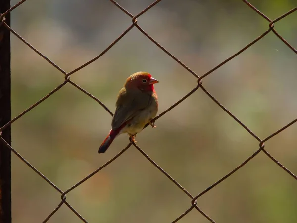 Closeup Red Headed Bird Perched Wire Fence — Stock Photo, Image