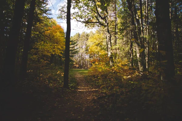 Tiro Ângulo Baixo Uma Bela Floresta Ontário Canadá — Fotografia de Stock