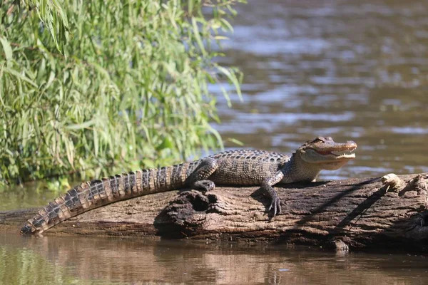 Närbild Krokodil Ett Träd Bark Ett Vatten — Stockfoto