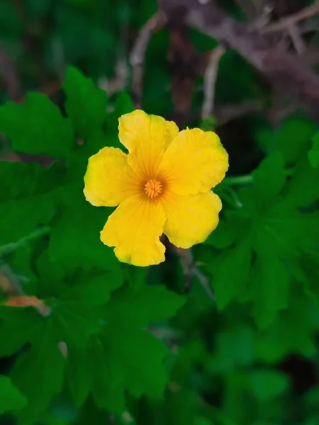 Zbliżenie Ujęcie Żółtego Płatka Damiana Kwiat Otoczony Zielonymi Liśćmi — Zdjęcie stockowe