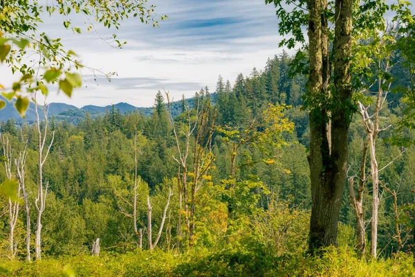 Plan Pittoresque Arbres Dans Une Forêt Luxuriante Frais Pour Arrière — Photo