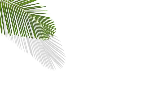Tropical Palm Leaf Isolated White Background Shadow Copy Space Minimalistic — Stock Photo, Image