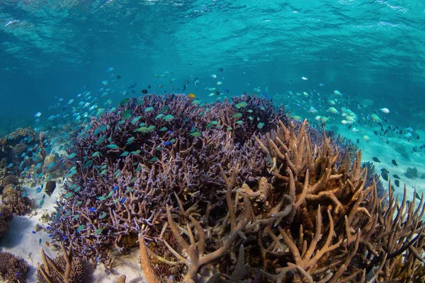 Hermoso Mundo Marino Con Arrecifes Cardúmenes Agua Clara —  Fotos de Stock