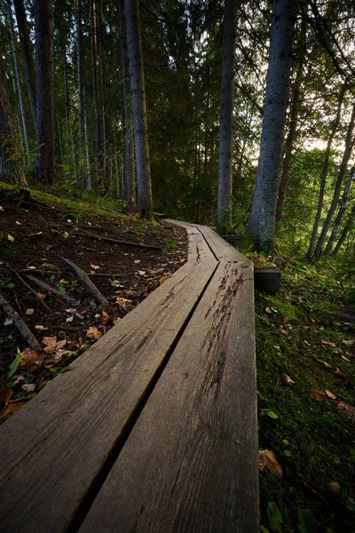 Tiro Vertical Caminho Madeira Entre Árvores Floresta Verde — Fotografia de Stock