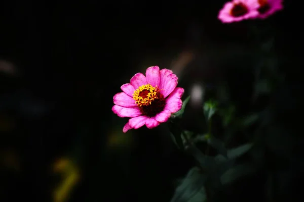 ぼやけた背景に隔離されたピンク色のZinniaの開花の閉鎖 — ストック写真