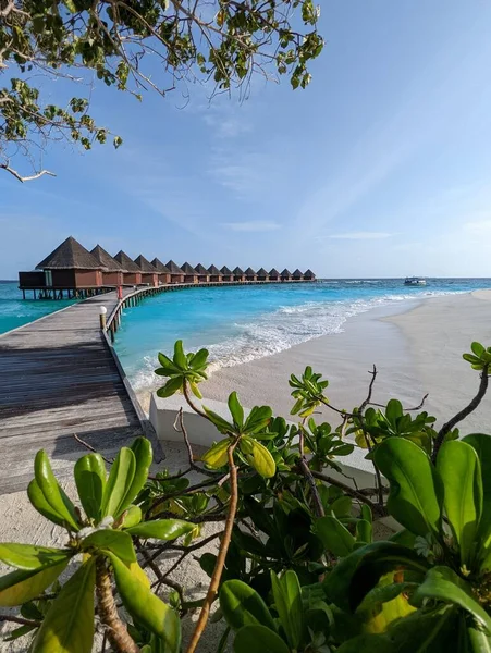 Uma Vista Panorâmica Bela Praia Maldivas Com Plantas Primeiro Plano — Fotografia de Stock