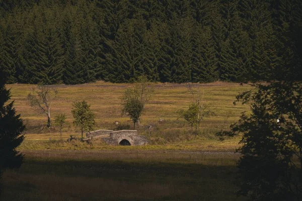 Malebný Pohled Kamenný Most Poli Proti Zelenému Lesu — Stock fotografie