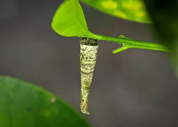 Closeup Larval Case Psychidae Moth Hanging Green Plant — Stock Photo, Image