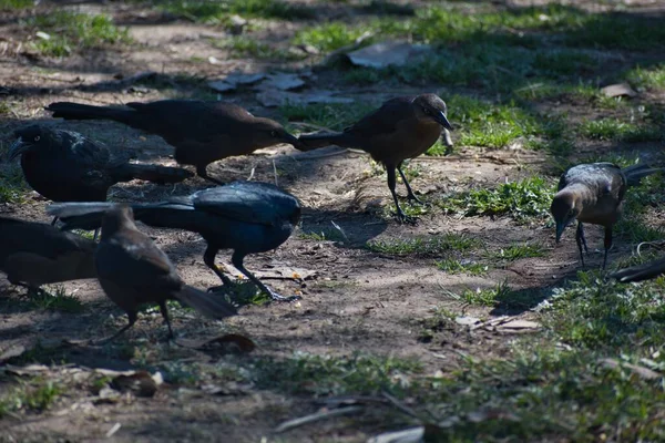 View Flock Black Birds Grassland — Stock Photo, Image