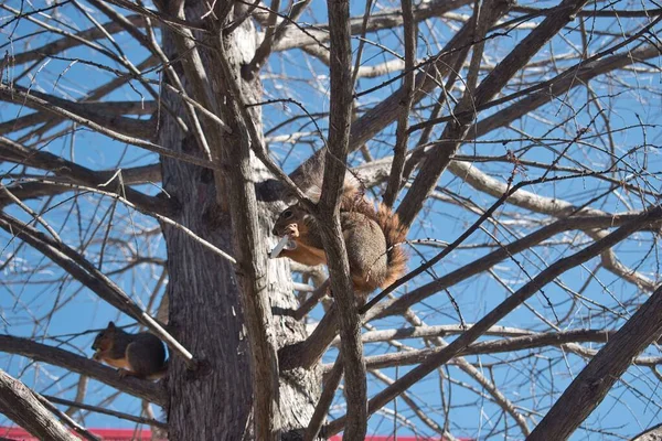 Ένας Καφέ Σκίουρος Σκαρφαλωμένος Στο Κλαδί Του Δέντρου — Φωτογραφία Αρχείου