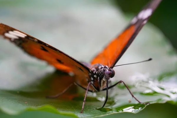 植物上の美しい明るいオレンジ色のトラ蝶のマクロショット — ストック写真