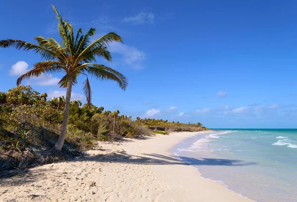 Palmboom Prachtig Cubaans Strand — Stockfoto