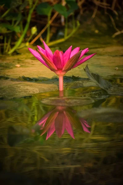 연못에 아름다운 분홍빛 수련의 — 스톡 사진