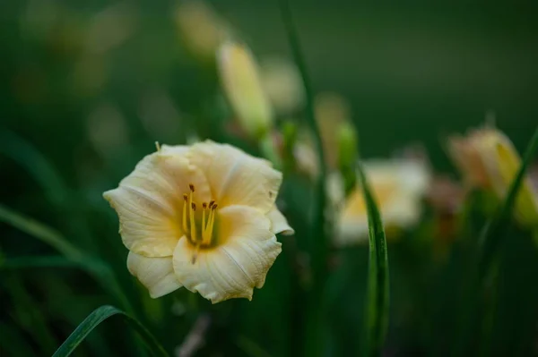 在花园里一朵百合花绽放的特写镜头 — 图库照片