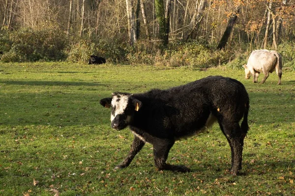 Чорна Корова Білою Головою Полі Трави Марансарі — стокове фото